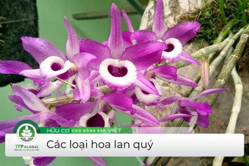 Hoàng thảo Phi Điệp và Kèn – hai trong số những loại lan rừng đẹp nhất Việt Nam